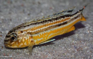Melanochromis auratus 'Chipoka'